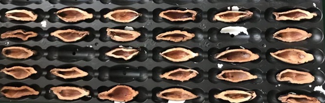 檳榔口味是如何利用高新技術(shù)加工的？